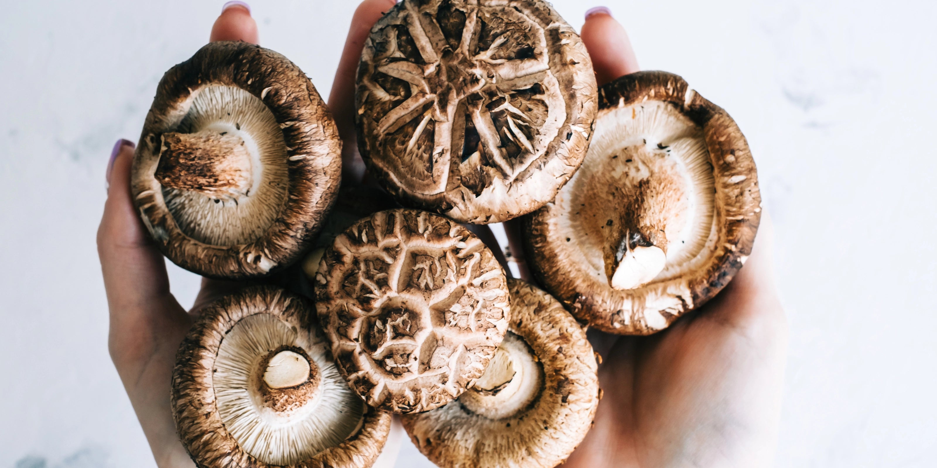 Boosting Immunity with Mushrooms: Exploring Nature's Health Guardians