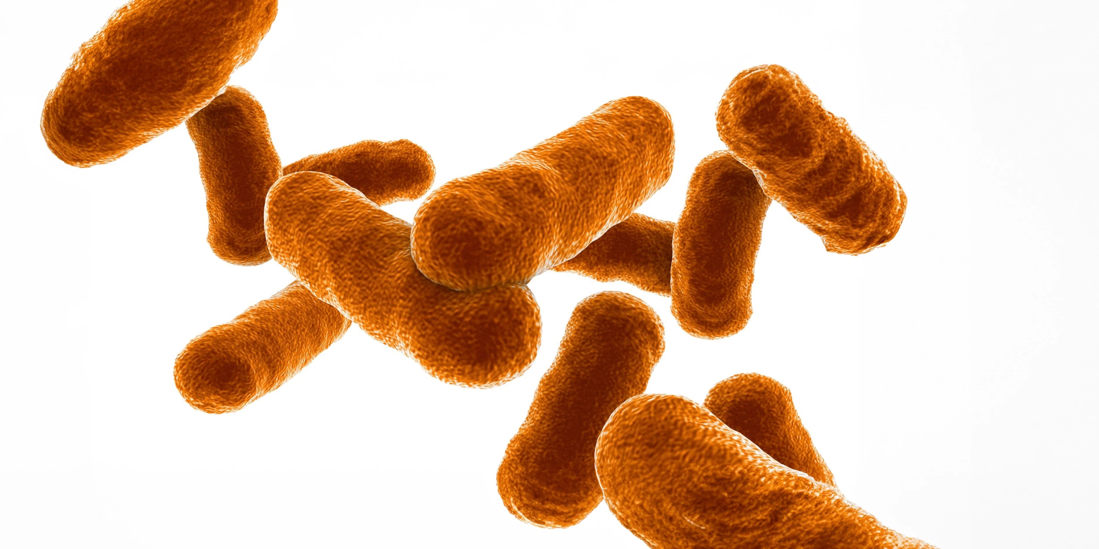 The Power of Probiotics: Bacillus Coagulans Explained – Rütean