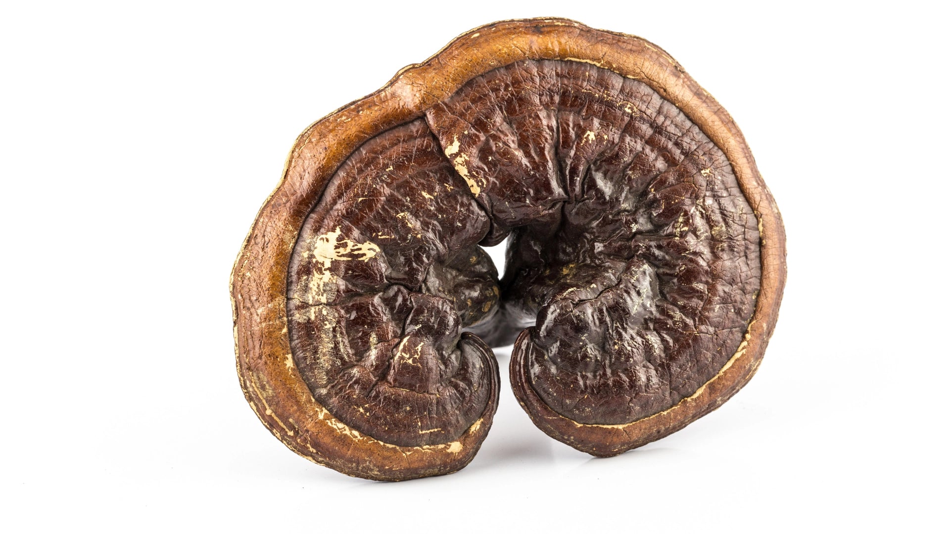 an image of Reishi Mushroom