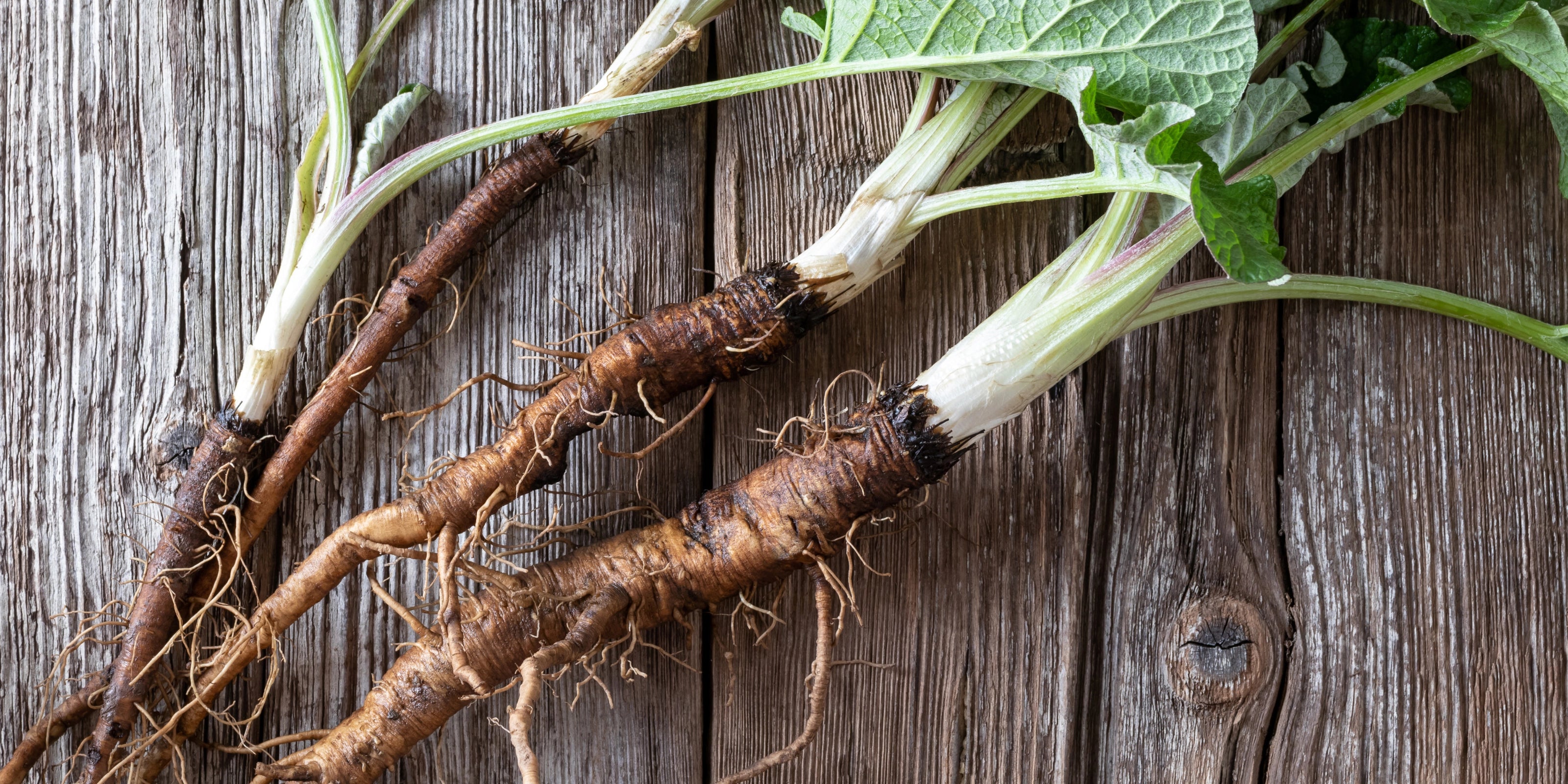 Burdock: Roots of a Traditional Herbal Powerhouse