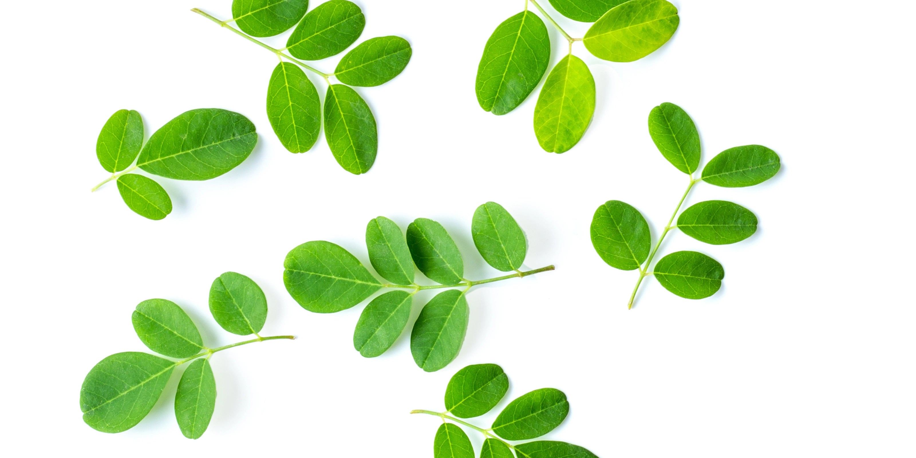 Moringa Oleifera: The Miracle Tree and Its Astonishing Benefits