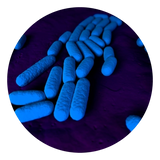 Bacillus Coagulans bacteria image